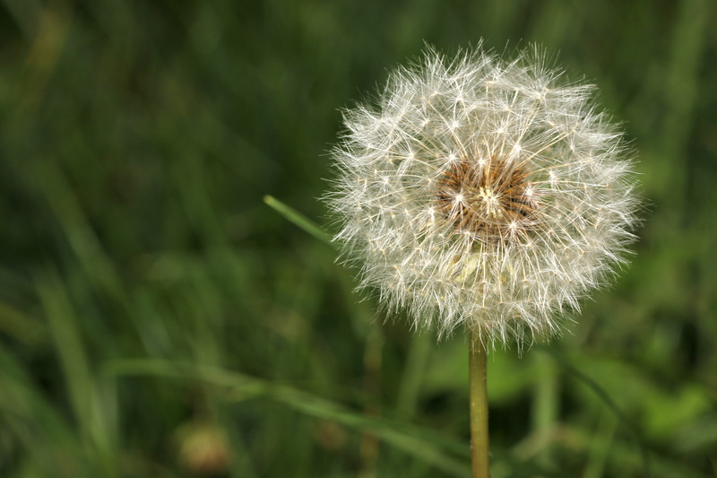 no people, close-up, flowering plant, 4K, pointed flower, vulnerability, dandelion seeds, close, blossom, softness, flower head, freshness, nature, growth
