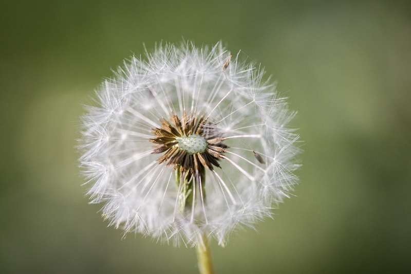 softness, flower, close-up, plant, dandelion seed, inflorescence, outdoors, freshness, focus on foreground, green background, beauty in nature, pointed flower