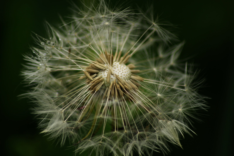 close-up, pointed flower, shadow, close up, spore, black background, ripe, macro, focus on foreground, freshness, flower, nature, white color, common dandelion