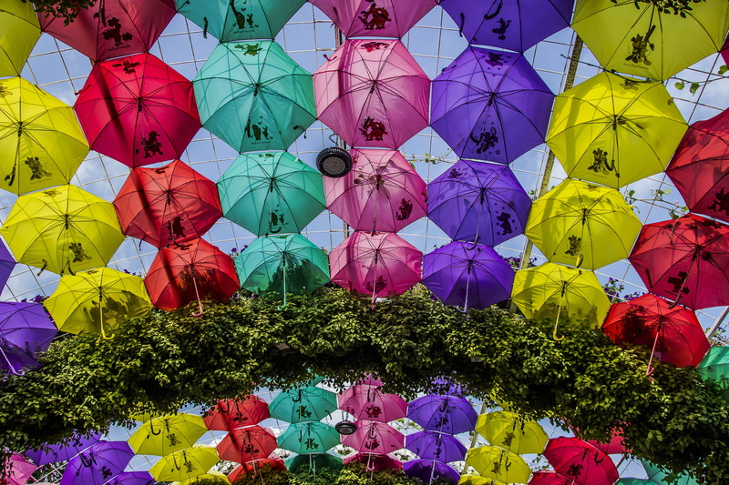 day, flowers, no people, low angle view, miracle garden dubai, celebration, creativity, 5K, full frame, umbrella, decoration, festival, christmas, flower garden