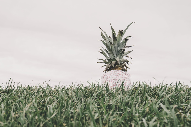 nature, tranquility, growth, white oaks park, jam, plant, no people, freshness, outdoor, melon, gift, flower, field, leek, pineapple, day, canada, landscape
