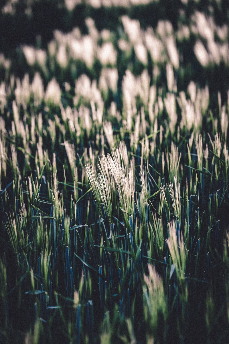 tranquility, outdoors, patio umbrella, vegetation, farm, beauty in nature, reed, close-up, motor, field, land, turbine, grass, produce, agriculture, nature