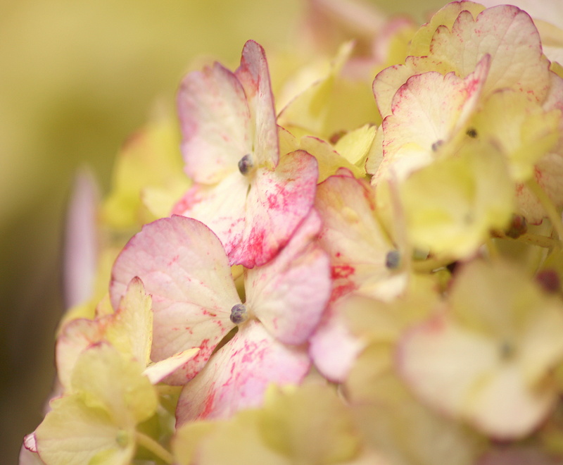 outdoors, flower arrangement, long sleeve, beauty in nature, petal, grapefruit, veins, flower bouquet, animal, produce, apparel, pink, springtime, flower