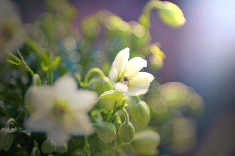 flowering plant, no people, freshness, yellow, green, vulnerability, close-up, flower head, beauty in nature, outdoors, flower, spring, decor, macro, fragility