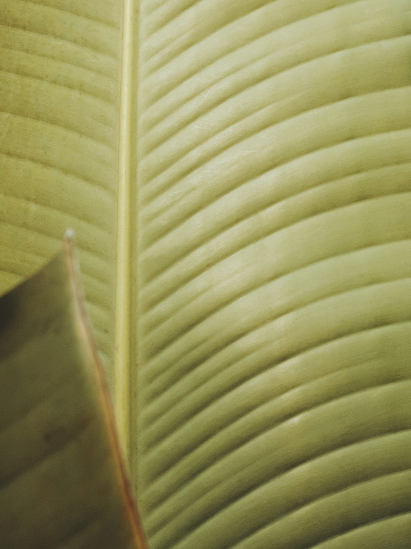 texture, fruit, machine, lamp, palm tree, food, zipper, appliance, leaf, 2K, no people, tropical climate, sliced, leaves, day, rug, green color, selective focus