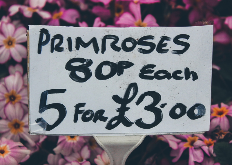 lupin, word, sticker, 4K, flower, primroses, plant, freshness, banner, message, no people, information, dollar sign, road sign, beauty in nature, person