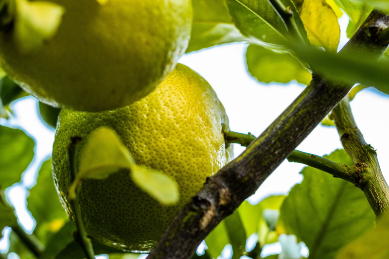 reptile, outdoors, sour taste, droplet, papaya, durian, snake, fruit tree, produce, lemon tree, healthy eating, veins, close-up, nature, animal, leaf, plant part