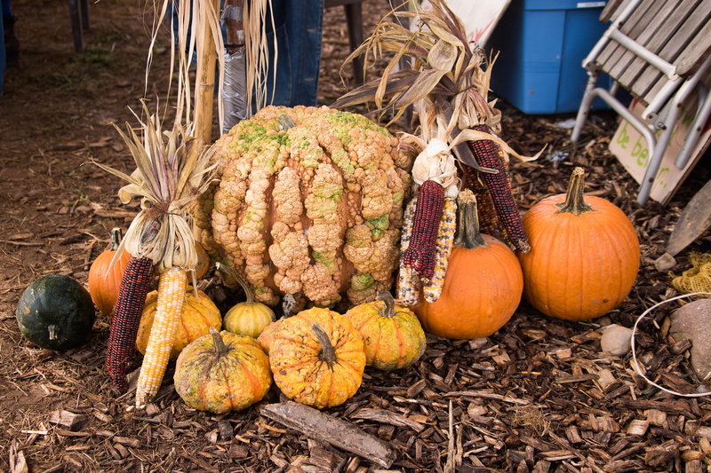 fruit, ground, fruits, food and drink, celebration, food, day, produce, flora, grain, coconut, autumn, agriculture, halloween, ball, nature, wellbeing