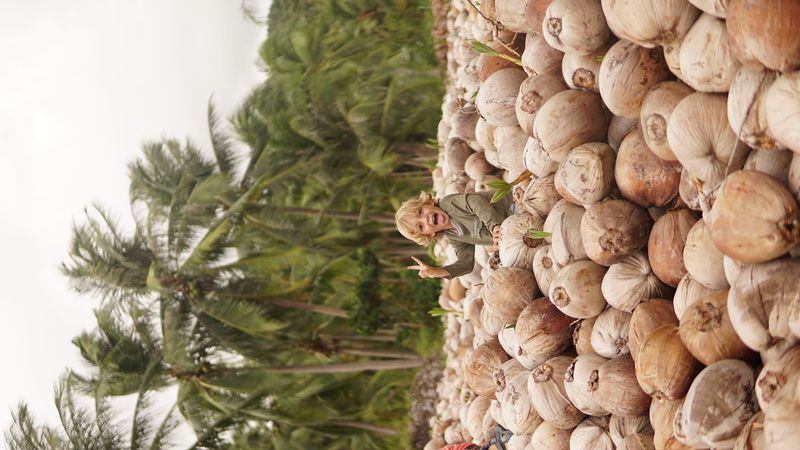 windy, day, citrus fruit, shell, boy, coconut tree, growth, still life, close-up, outdoors, person, tropical, fruit, no people, nature, coconut, freshness