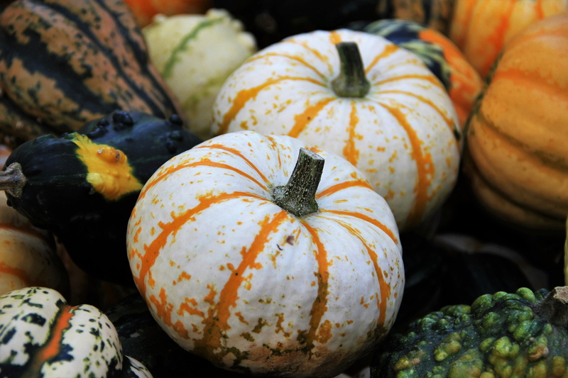 pumpkins, gartendeko, autumn motive, two, 5K, wellbeing, garden decoration, high angle view, pumpkin, multi coloured, orange color, seasonal autumn decoration