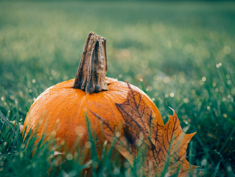  photography, maple leaf, selective, focus, grass, autumn, nature, squash, green color, orange color, day, fall backgrounds, plant, food, pumpkin farm