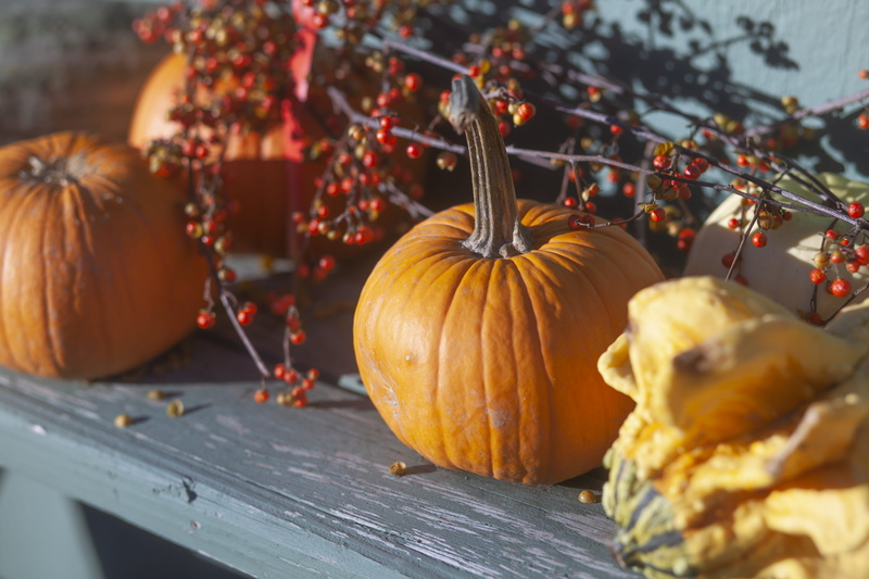 wood - material, still life, halloween, squash, vine, decoration, plant, flora, autumn, united states, food, no people, pumpkin, fruit, jar, orange, flower