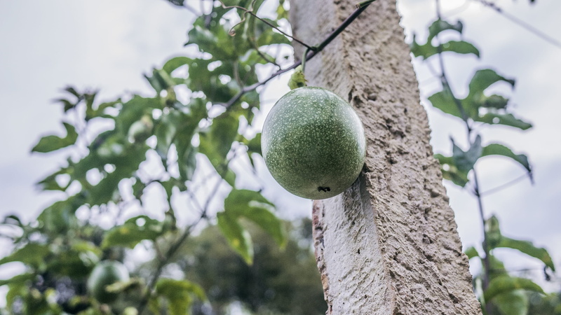 vegetable, melon, day, growth, fruit, nut, leaf, sport, freshness, low angle view, no people, grain, plant, ripe, food, tree trunk, quince, ball, food and drink