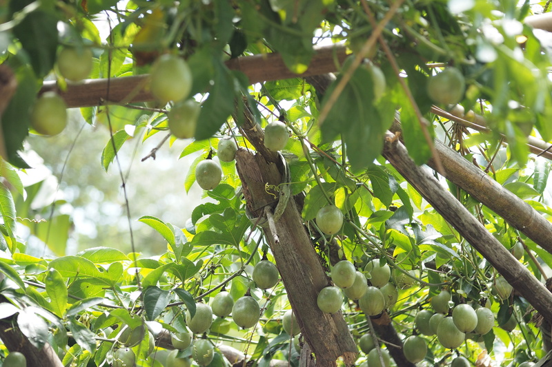 branch, low angle view, mango, plant, plant part, produce, papaya, 4K, citrus fruit, ripe, kiwi, leaf, plum, cherry, pear, food, nature, outdoors, veins