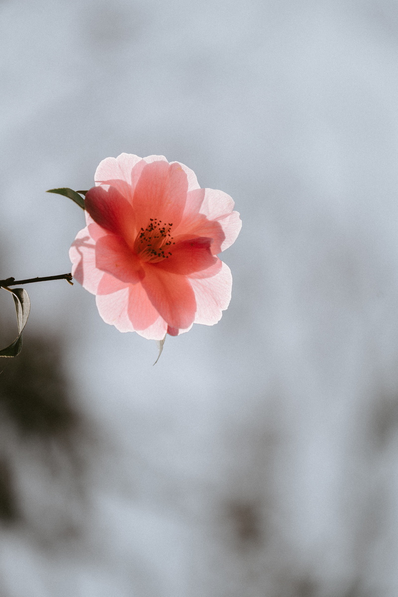 pink color, citrus fruit, inflorescence, freshness, pink, flower, pottery, sprout, poppy, focus on foreground, no people, food, vulnerability, apricot