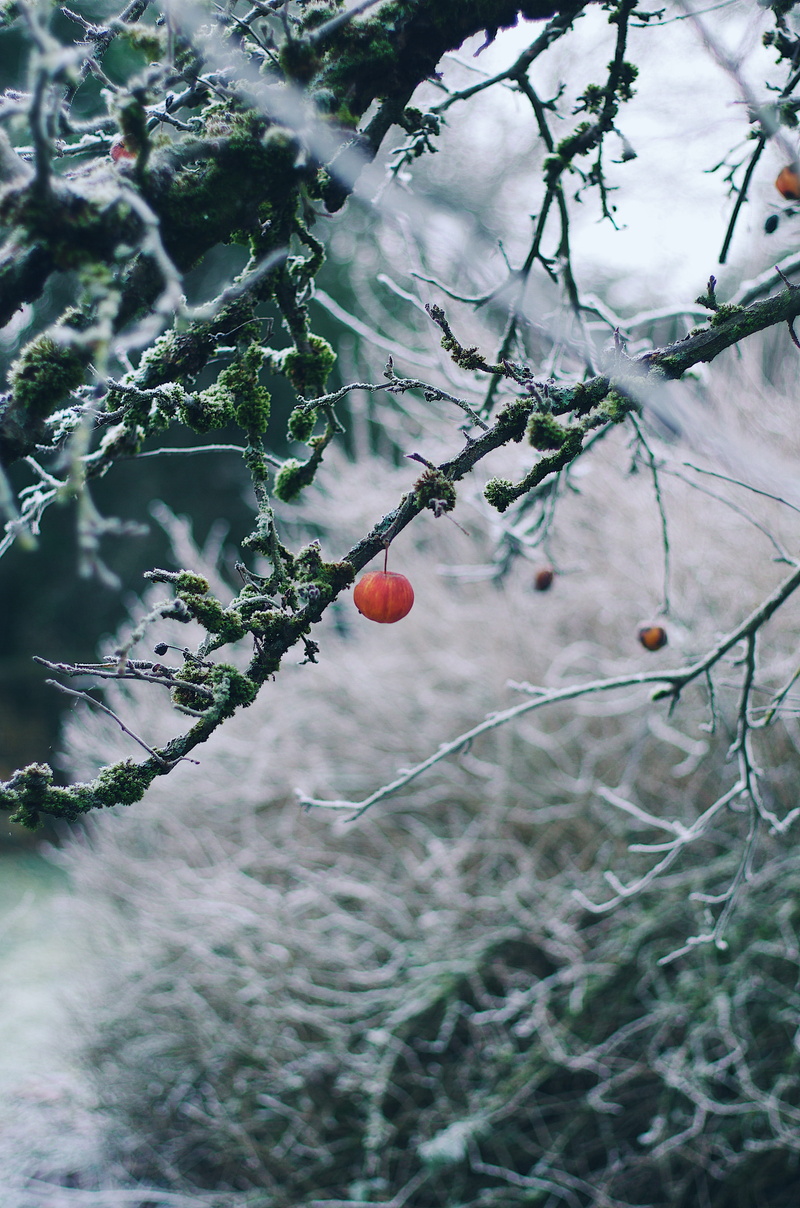 nature, food and drink, 4K, plant, produce, tree, colored, rose hip, beauty in nature, growth, focus on foreground, no people, round, animal, wellbeing