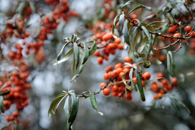 no people, shallow, ripe, red, healthy eating, beads, persimmon, veins, berry fruit, citrus fruit, plant, closeup, focus on foreground, day, fruit, fruits