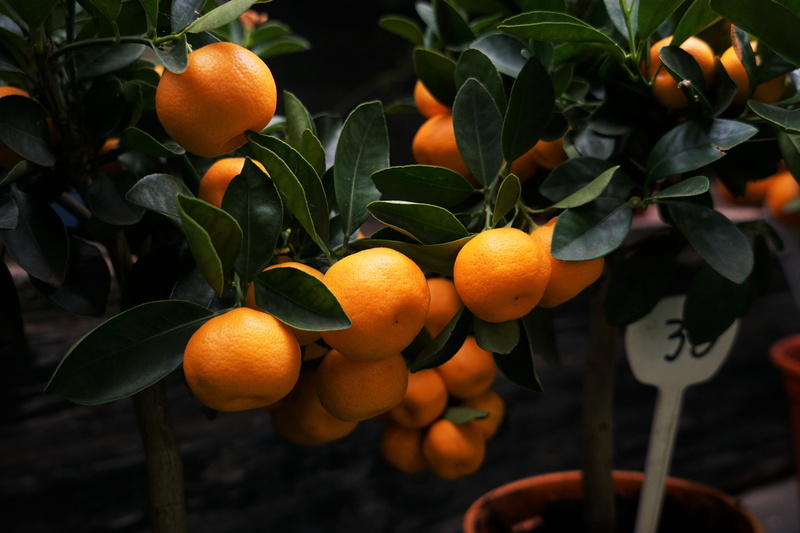 outdoors, fruit tree, organic, branch, in bloom, 5K, food and drink, focus on foreground, agriculture, tangerine, healthy Eating, kumquat, fruit, no people
