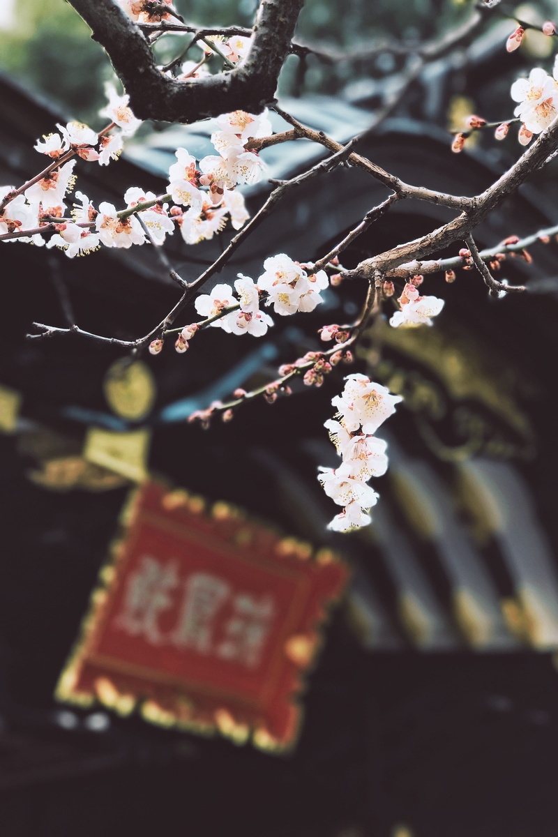4K, outdoors, sendai, close-up, nature, springtime, branch, flower head, fragility, focus on foreground, growth, sendai-shi, freshness, tree, flowering plant