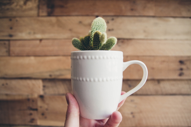 plant, pot, wood - material, human body part, freshness, holding, wooden, spiky, plank, hand, la, vegas, wood grain, planter, drink, close-up, cactus, table