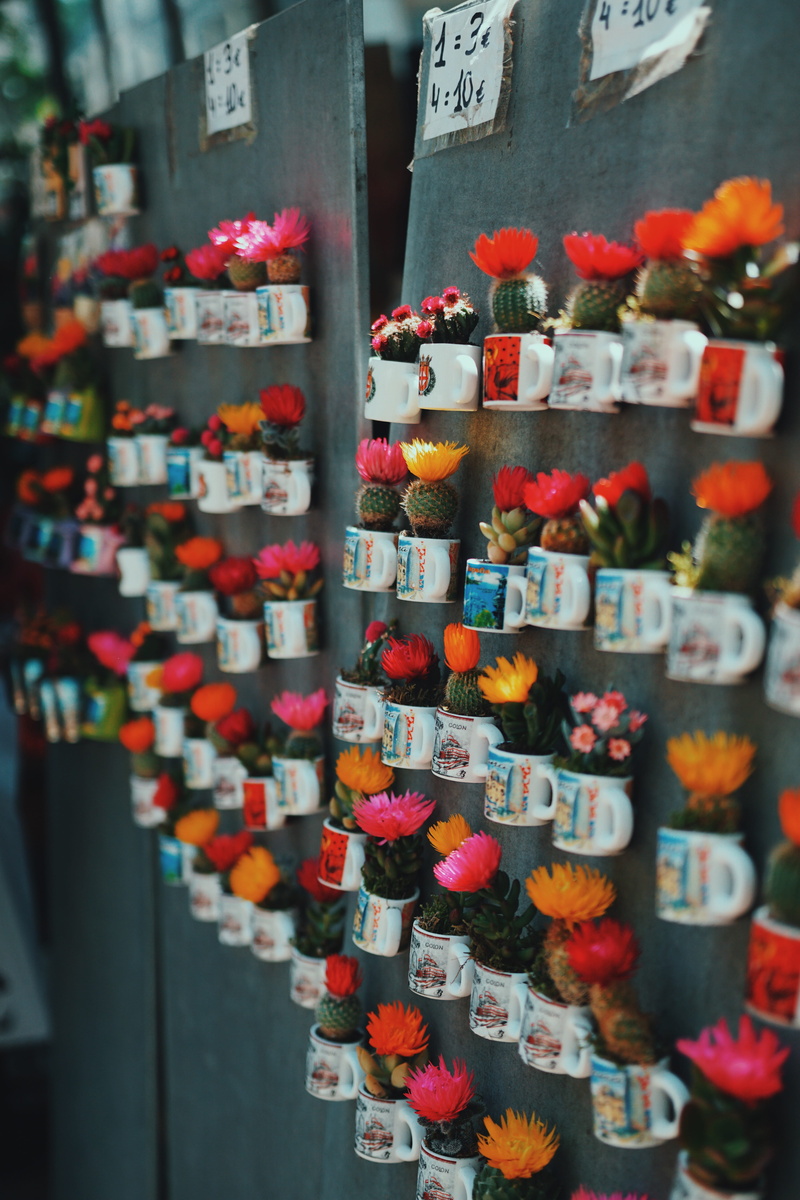 cup, plant, arrangement, la rambla, decoration, souvenir, flower, order, barcelona, decor, outdoors, 5K, abundance, petal, travel, green, mug, photography