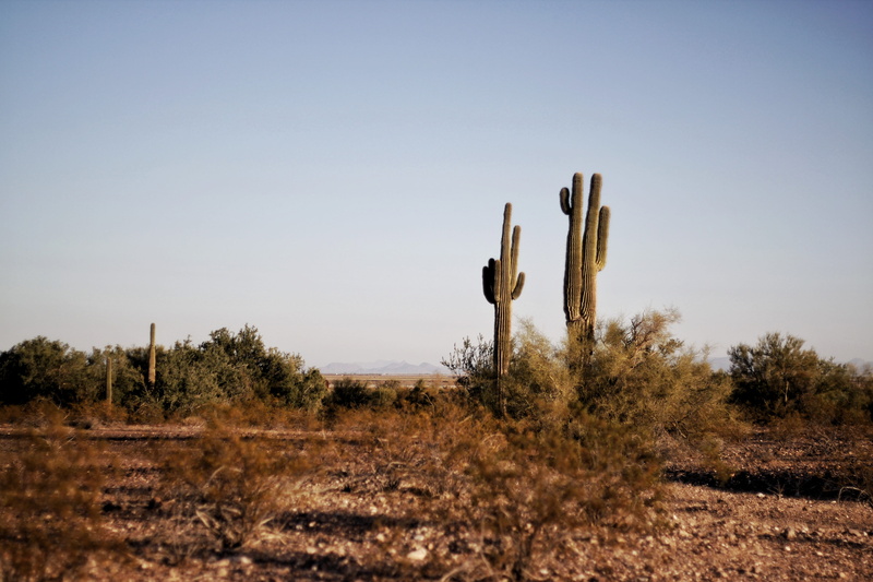outdoors, dawn, arizona, grass, wasteland, cactus, sky, fall, landscape, green, semi-arid, arid climate, daylight, arid, sunset, field, plant, land, no people