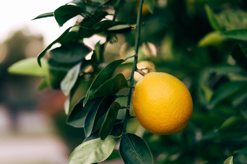 produce, plant, citrus, grapefruit, organic, citrus fruit, freshness, selective, food, fruit, food and drink, lemon, focus, 5K, outdoors, photography