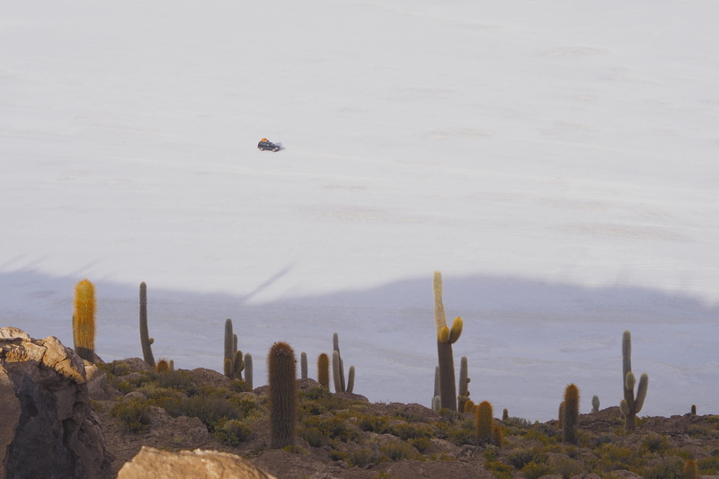 no people, trip, sea, road trip, south america, plant, beach, land, day, from above, cacti, white sand, wild life, plants, scenics - nature, beauty in nature