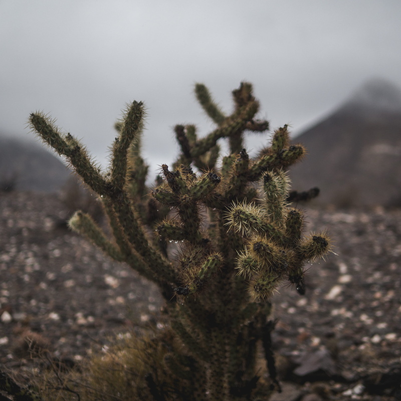 2K, gray, plants, coniferous tree, cloudy, marijuana - herbal cannabis, black, scenics - nature, brown, tree, day, field, arid climate, spines, nature