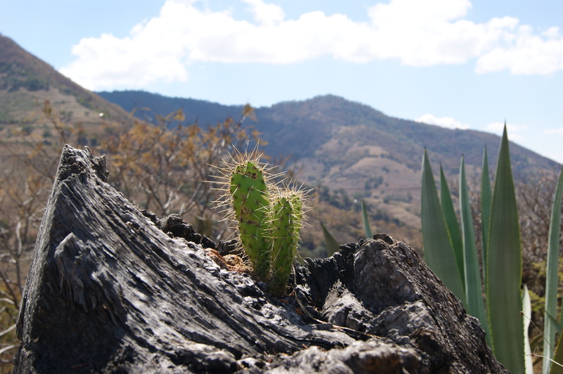 wood - material, plant wildlife, green, succulent plant, mexico, 4K, beauty in nature, mountain, plant, day, mountain range, outdoors, growth, non-urban scene