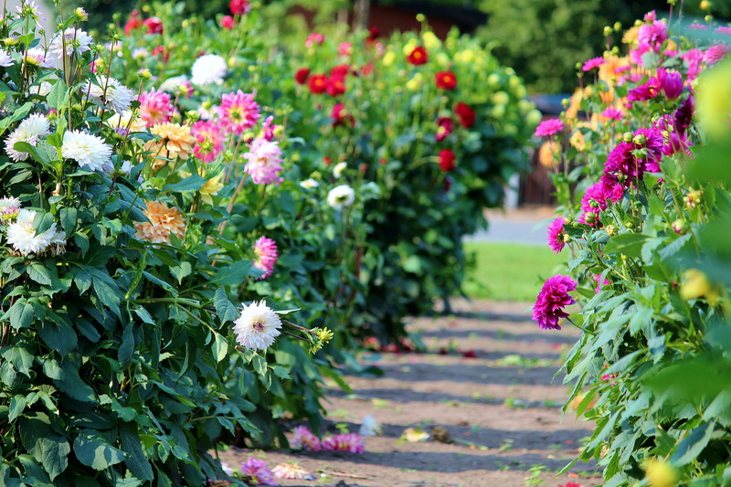 asters, plant part, color, outdoors, garden path, rose, rose - flower, 5K, freshness, garden, street vending, fragility, flowers, summer, yellow, beautiful