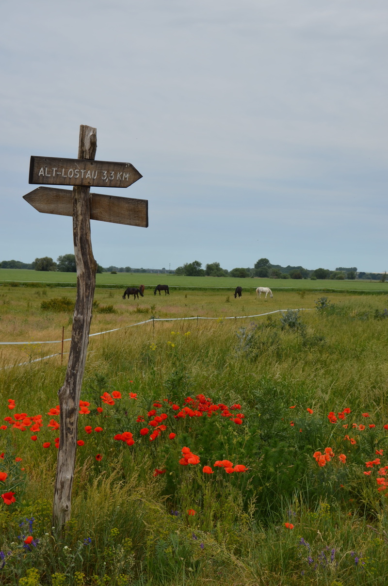beauty in nature, grass, Meadow, growth, plant, Way, arrow, flowering plant, christianity, 4K, Poppy, joy of life, symbol, green color, field, klatschmohn