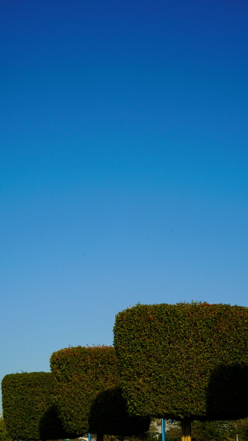 projects, tree, scenics - nature, outdoors, turquoise, tones, united arab emirates, uae, blue, trees, abu dhabi, field, hedge, shades, tonal, sky, no people