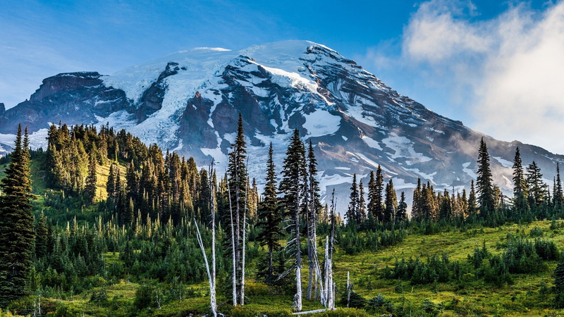Pine Trees, clouds, beauty in nature, grass, Washington State, mountain range, cold temperature, Trees, snowcapped mountain, pine tree, Mount Rainier, landscape