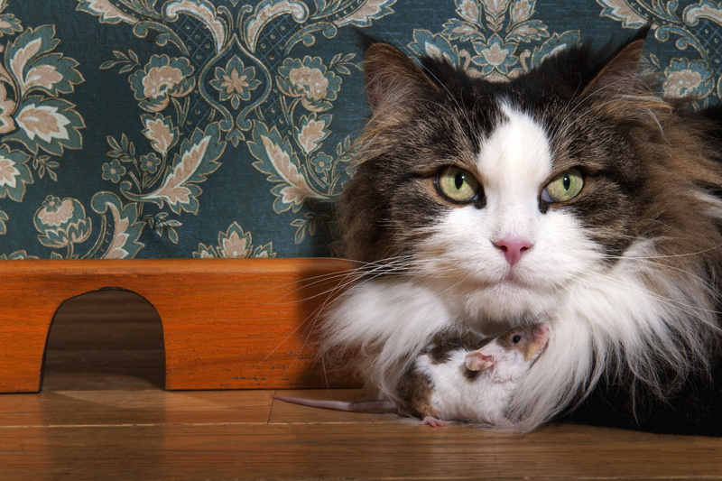 expressive, eyes, similar, fluffy, friends, comfort, close-up, pattern, mouse, rat, spotted, striped, green eyes, the room, look, loophole, LAZ, skirting