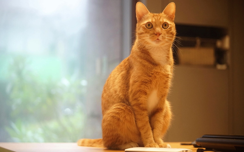 gadget, look, office, electronics, pose, white, mobile, iPhone, table, 1080P, smartphone, cell phone, phone, cat, sitting, wall, office security guard