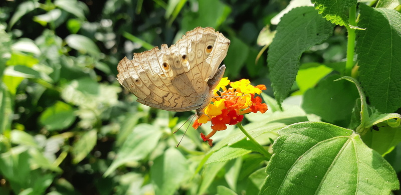 india, petal, butterfly - insect, usa, belgium, 4K, nature, chicago, beauty in nature, focus on foreground, outdoors, invertebrate, indonesia, flower head