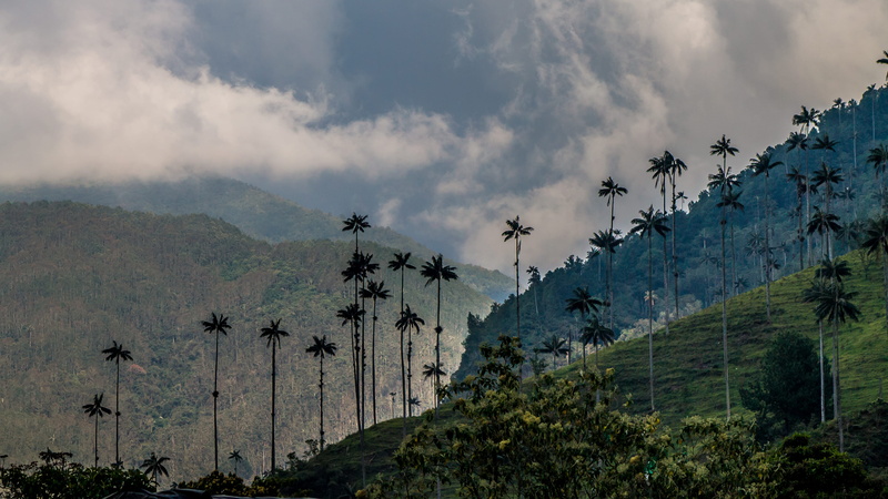 colombium, outdoors, land, landscape, valle del cocora, mountain, tranquil scene, growth, beauty in nature, ceroxylon quindiuense, forest, 4K, mountain range