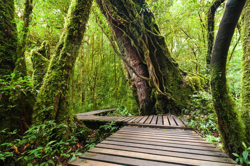 jungle, trees, tropics, moss, forest, 2K, greens, Thailand, Doi Inthanon National Park, the bushes, bridges