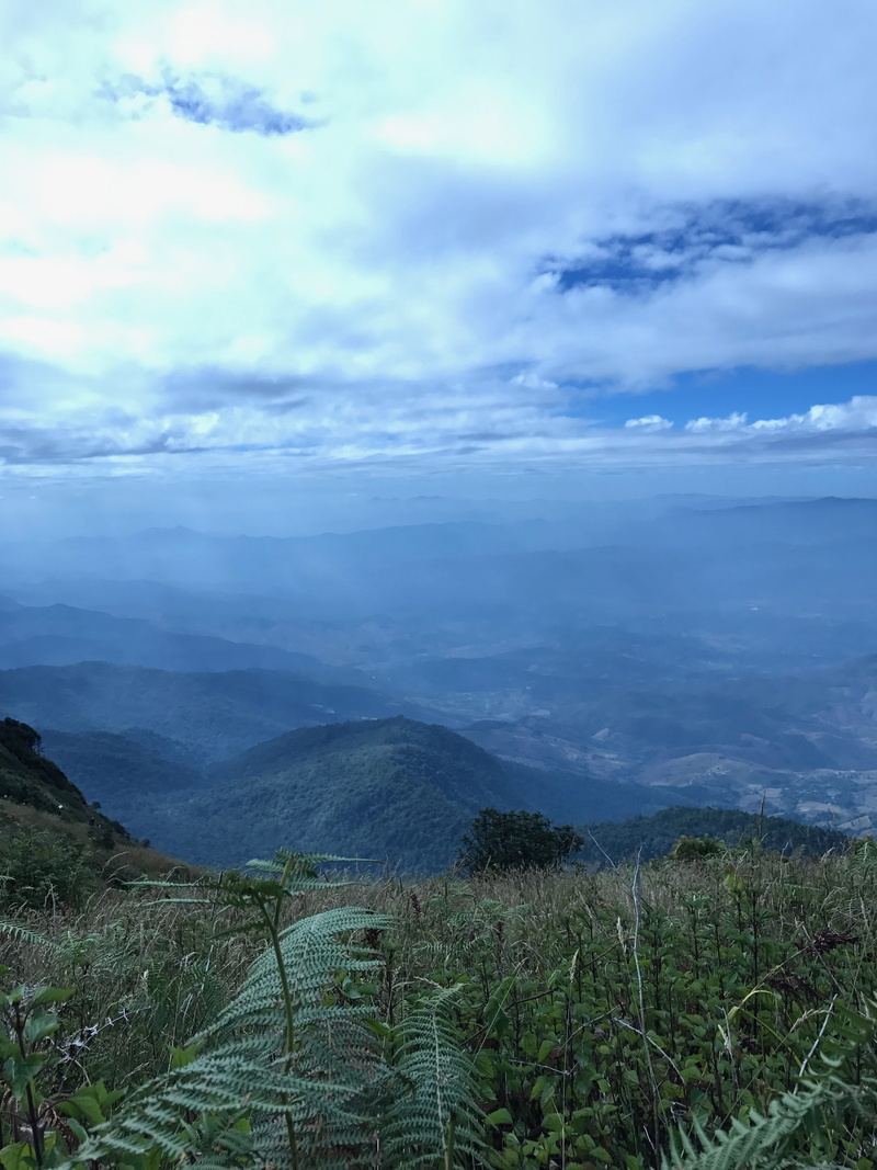 non-urban scene, no people, green color, geography, mountain, cloud, scenics - nature, spring, tulip, doi inthanon, water tree, growth, the landscape, green
