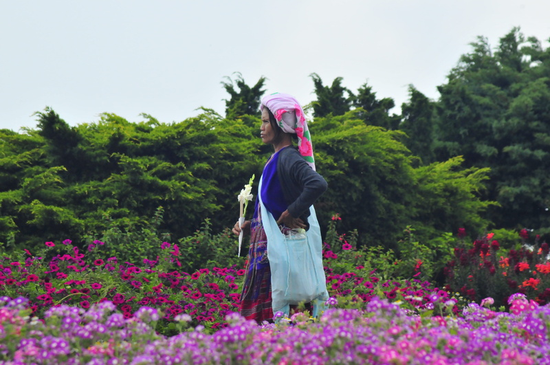 flowers, doi inthanon national park, one person, plant, green color, chom thong, person, human, leisure activity, fashion, growth, day, woman, nature, thailand