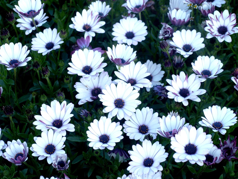 outdoors, flowering plant, lan, beautiful, 2K, no people, front, exterior, blooming, plant, white color, growth, curb, doi inthanon, coloring, day, vulnerability