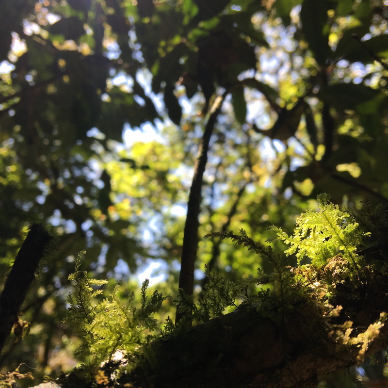 low angle view, adventure, spectacular images, goal, day, blue sky, leaf, woodland, the landscape, tranquility, trunk, land, growth, mountain high, tree trunk