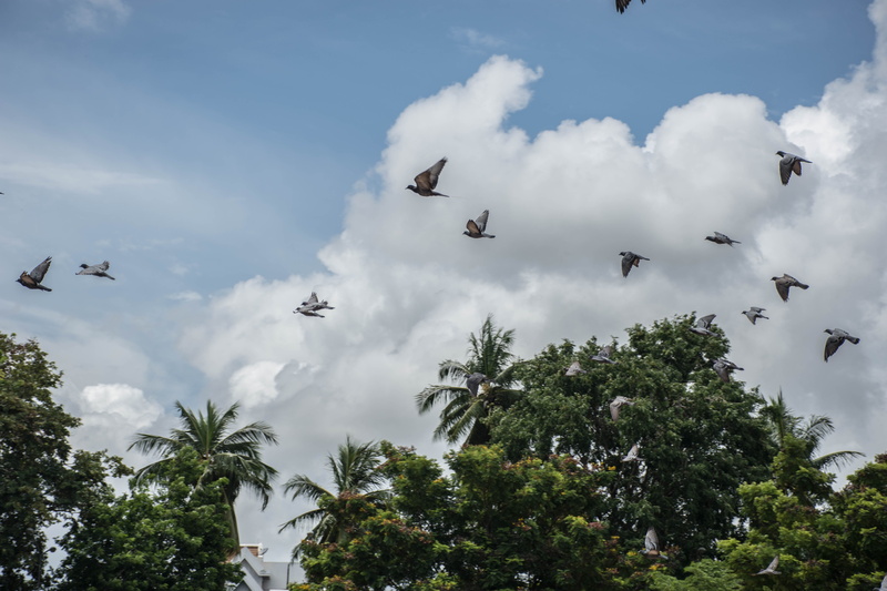 cloud, bird, group of animals, horizon, spring, low angle view, animal wildlife, medium group of animals, waterfall, tour, coconut trees, blue sky, relax