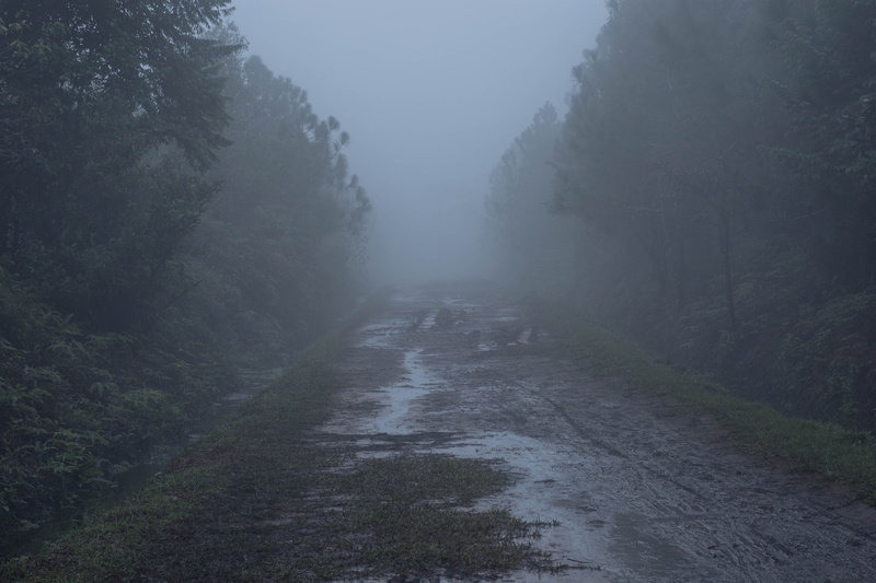 forest, by nature, cape leadwort, tree, horizon, nature, sunrise, green, spring, no people, rock, scenics - nature, coconut trees, long, fog, hands, garden