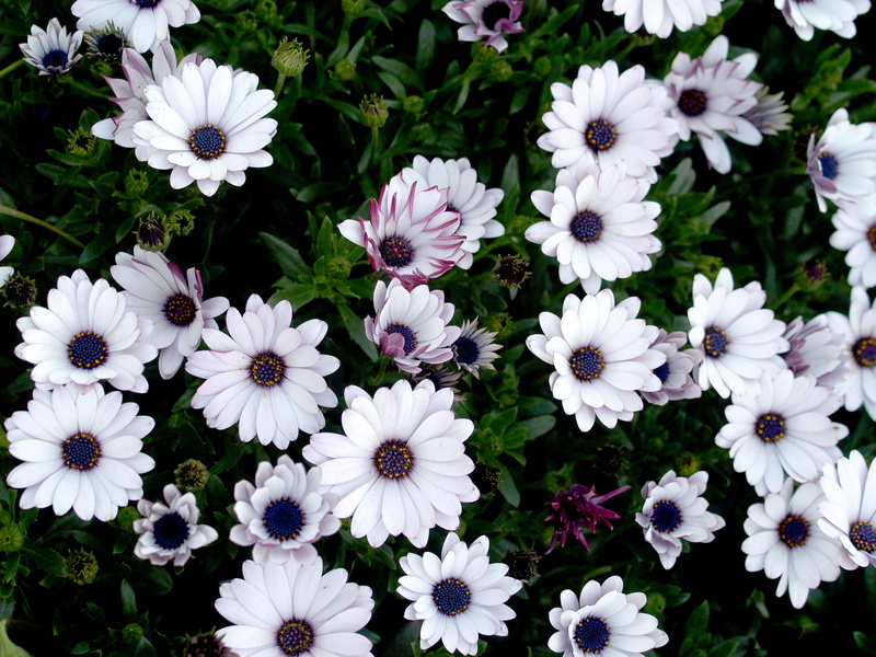2K, day, vulnerability, osteospermum, close-up, beauty in nature, outdoors, no people, daisy, thailand, white color, flower, garden, freshness, blossom