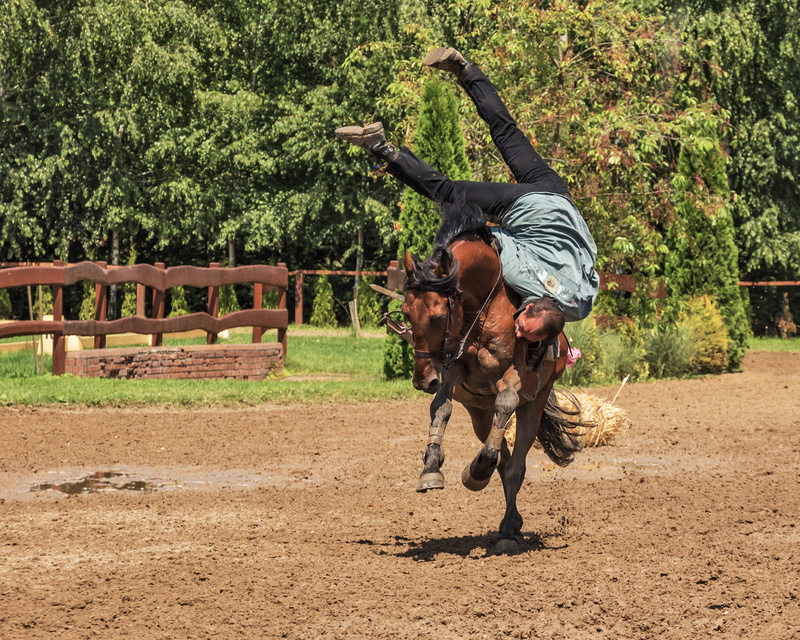 land, tradition, livestock, 2K, animal, dog, canine, rider, gallop, herbivorous, plant, domestic, horse, animal themes, man, field, rodeo, outdoors, photograph