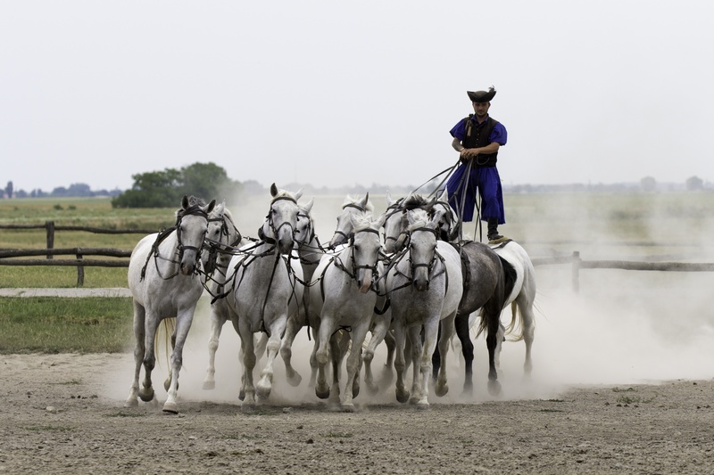 white, horse, herbivorous, animal themes, group of animals, 2K, collectively harnessed, full gallop, cultures, riding, puszta horse farm, equestrian demonstration