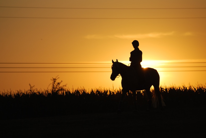 land, animal, animal themes, sky, jockey, one person, herbivorous, nature, silhouette, field, 4K, horse, domestic animals, orange color, mammal, pets