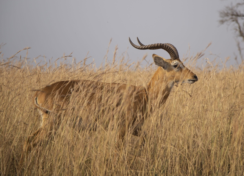 vertebrate, nature, animal, field, brown, land, no people, murchison falls national park, vegetation, day, mammal, savanna, 4K, outdoors, antelope, animal wildlife